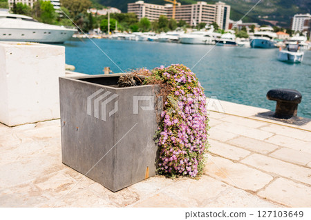 Cascading purple flowers in concrete planter on marina promenade. Urban gardening, coastal decor, and summer waterfront charm. 127103649