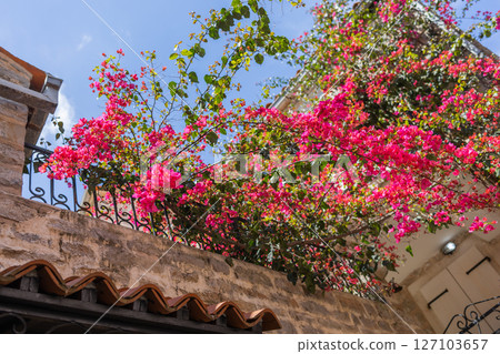 Bougainvillea in full bloom cascading over stone balcony in narrow alley. Mediterranean charm, summer mood, and urban floral beauty. 127103657
