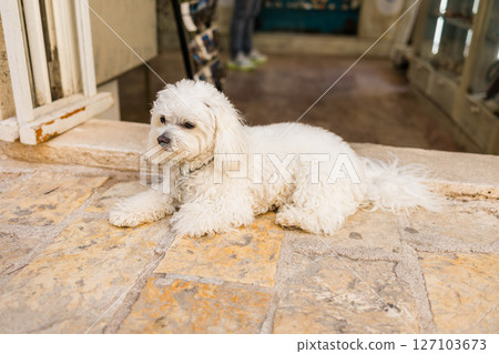 Small white dog resting on warm stone pavement outside shop entrance. Peaceful pet moment, relaxed atmosphere, and cozy street view. Small white dog resting on warm stone pavement outside shop entrance. Peaceful pet moment, relaxed atmosphere, and cozy street view. 127103673