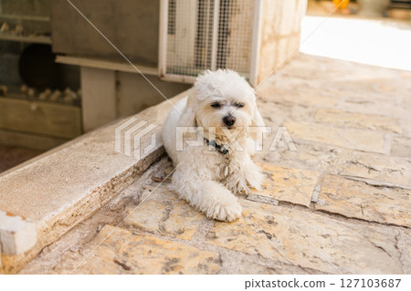 Small white dog resting on warm stone pavement outside shop entrance. Peaceful pet moment, relaxed atmosphere, and cozy street view. Small white dog resting on warm stone pavement outside shop entrance. Peaceful pet moment, relaxed atmosphere, and cozy street view. 127103687