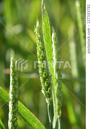 Photographing the blue autumn-sown wheat fields in Esashi, Hokkaido in early summer Photographing the blue autumn-sown wheat fields in Esashi, Hokkaido in early summer 127103781