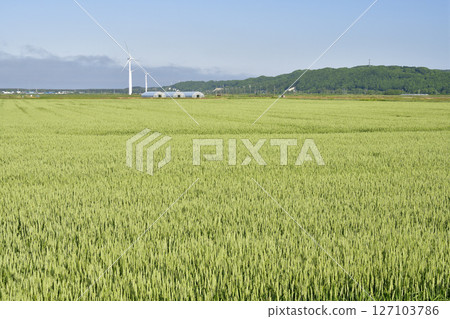 初夏在北海道江差拍攝藍色秋麥田 初夏在北海道江差拍攝藍色秋麥田 127103786