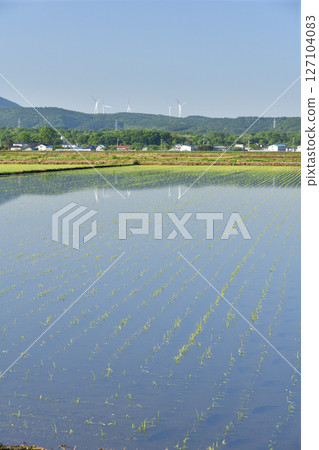 初夏時節，拍攝北海道江差町插秧後的稻田風景 127104083