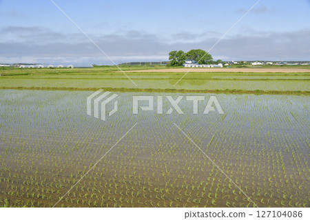 Photographing the scenery of rice paddies just after rice planting in Esashi Town, Hokkaido in early summer Photographing the scenery of rice paddies just after rice planting in Esashi Town, Hokkaido in early summer 127104086