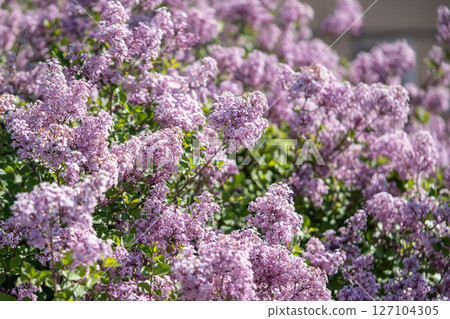 Bunch of beautiful purple violet lilac on bush in May soft focus. Springtime. Bunch of beautiful purple violet lilac on bush in May soft focus. Springtime. 127104305