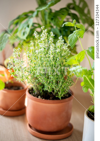Fresh aromatic garden herbs in terracotta pot in kitchen. Herbal Thyme plant for cooking  127104344