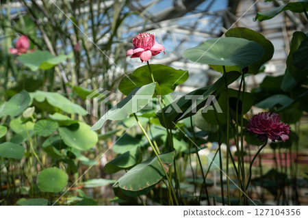 Pink lotus water lily blooming in tropical glasshouse 127104356
