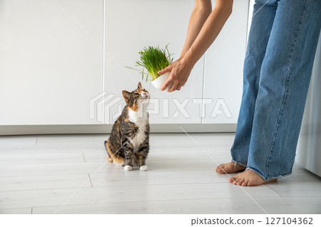Natural hairball treatment for cat. Pet owner holds green grass - germinated seeds of oat for kitten Natural hairball treatment for cat. Pet owner holds green grass - germinated seeds of oat for kitten 127104362