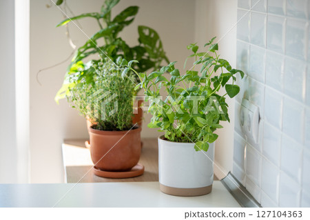 Fresh aromatic garden herbs in terracotta pot in kitchen. Herbal plants for cooking - mint and thyme 127104363