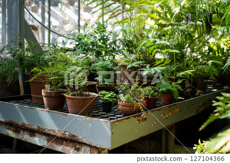 Greenhouse, indoor gardening concept. Plants and ferns growing in old terracotta ceramic flowerpots Greenhouse, indoor gardening concept. Plants and ferns growing in old terracotta ceramic flowerpots 127104366