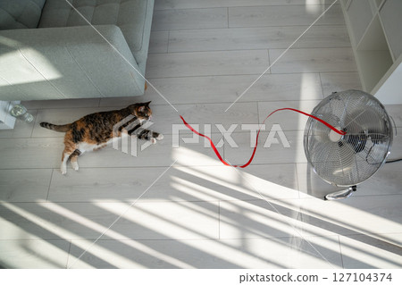Summer heat and pet at home. Domestic cat lying on the floor, escapes from heat with help of fan. Summer heat and pet at home. Domestic cat lying on the floor, escapes from heat with help of fan. 127104374