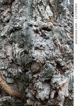 Cone-shaped growths of tree bark on the trunk of a very old tree vertical photo for backgrounds Cone-shaped growths of tree bark on the trunk of a very old tree vertical photo for backgrounds 127104403