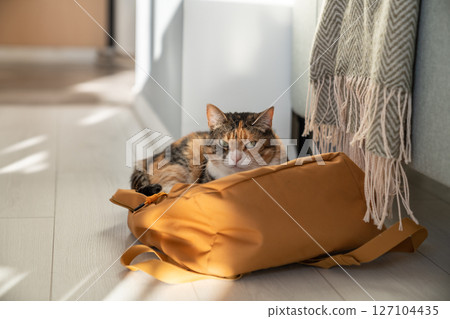 Lazy fluffy cat lies on owner backpack thrown on floor. Always find your comfortable place at home. 127104435