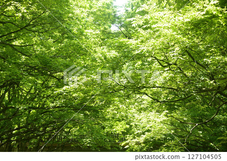 Fresh green 127104505