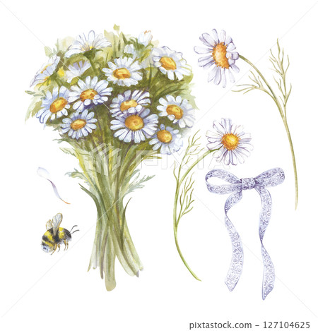 Mini-set with hand-drawn daisies on a white background. Watercolor illustration with wildflowers, bouquet, insects, lace bow. Flower clipart for the design of greetings, weddings, invitations. 127104625