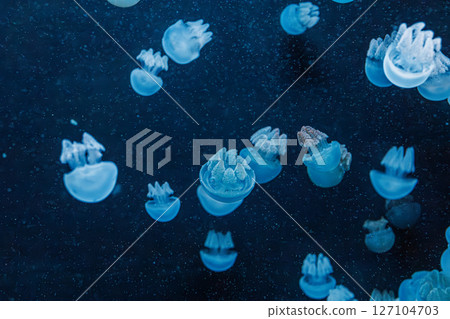 underwater photography jellyfish Blue Blubber Jelly, Catostylus mosaicus 127104703