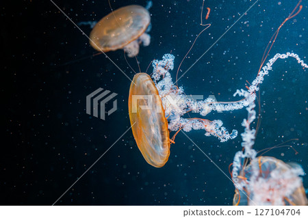 underwater photography jellyfish Chrysaora fuscescens, Pacific sea nettle, West Coast sea nettle underwater photography jellyfish Chrysaora fuscescens, Pacific sea nettle, West Coast sea nettle 127104704