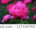 Peony 127104764