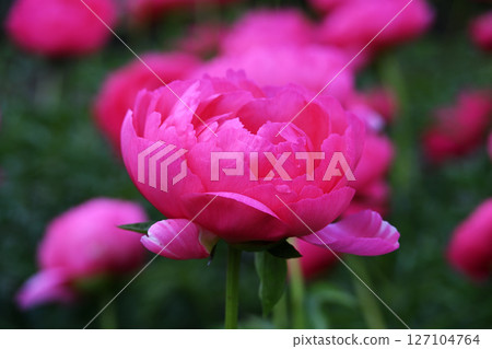 Peony 127104764
