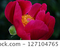 Peony 127104765