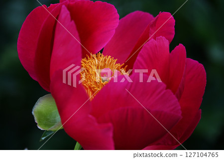 Peony 127104765