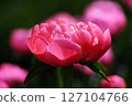 Peony 127104766