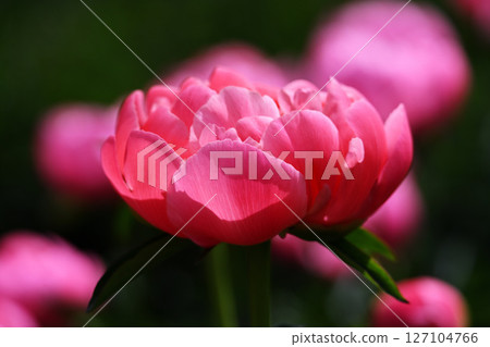 Peony 127104766