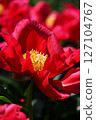 Peony 127104767