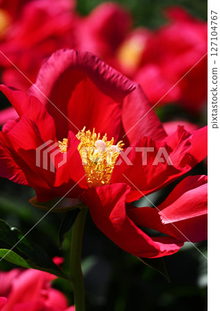 Peony 127104767