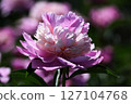 Peony 127104768