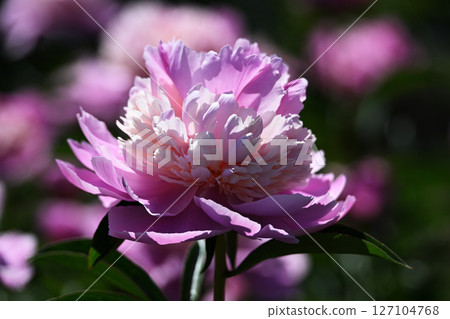 Peony 127104768