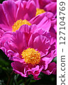 Peony 127104769