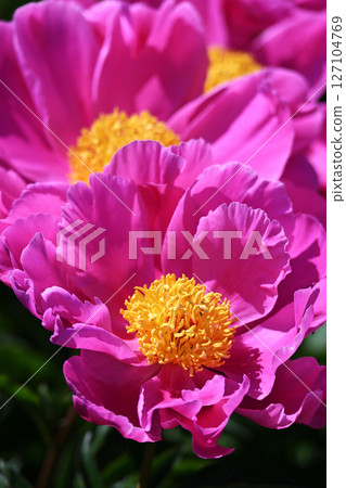 Peony 127104769