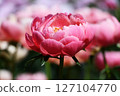 Peony 127104770