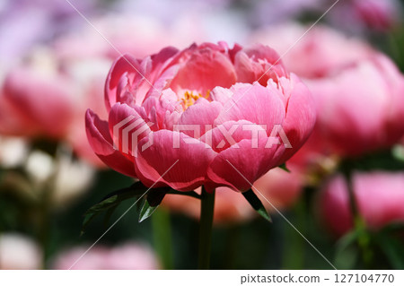 Peony 127104770