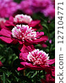 Peony 127104771