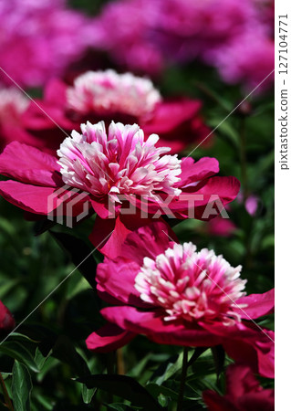 Peony 127104771