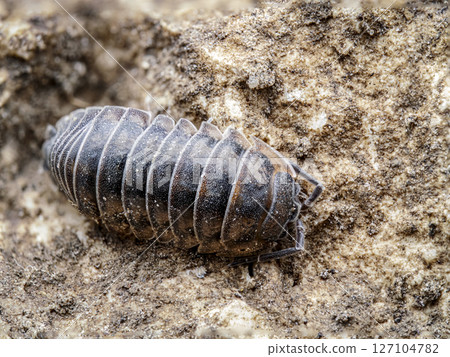 Nosy Pill Woodlouse on dirt surface Nosy Pill Woodlouse on dirt surface 127104782