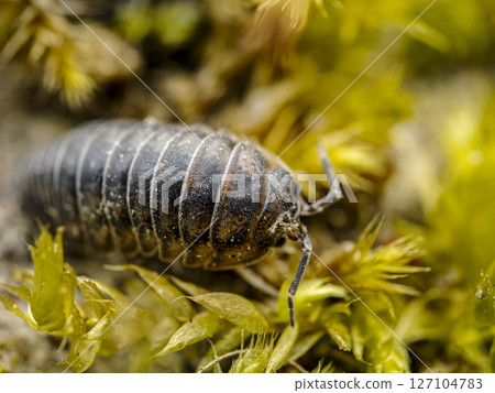 Nosy Pill Woodlouse in moss 127104783