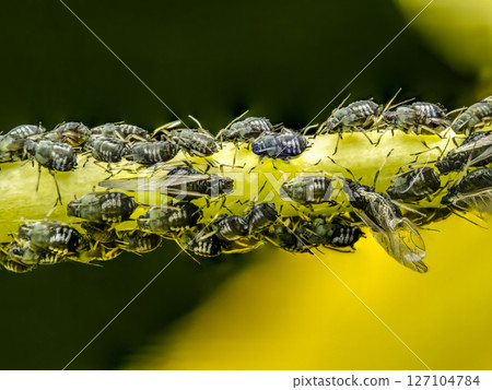 Colony of aphids infected a plant 127104784