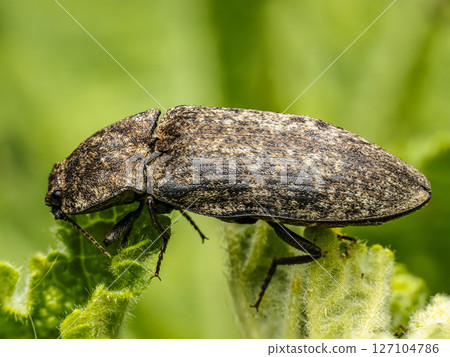 Macro Photograph of Mottled dingy-brown click beetle on Green Leaf in Natural Habitat 127104786