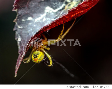 Close-Up of Cucumber green spider Hiding Underneath a Red Leaf Close-Up of Cucumber green spider Hiding Underneath a Red Leaf 127104788