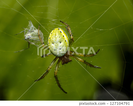 Cucumber green spider Spinning Web Outdoors on Green Background 127104791