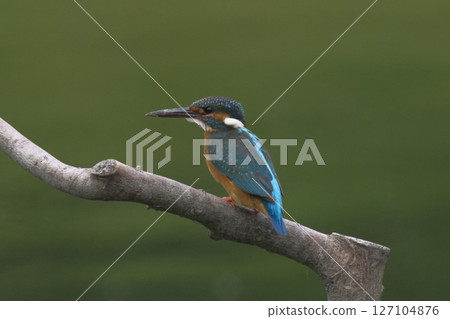 Kingfisher Kingfisher 127104876