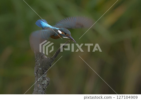 Kingfisher Kingfisher 127104909