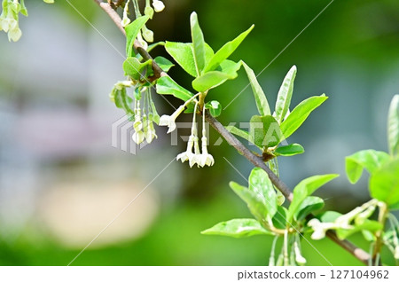 Gumi white flower Gumi white flower 127104962