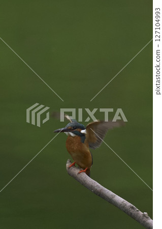 Kingfisher 127104993