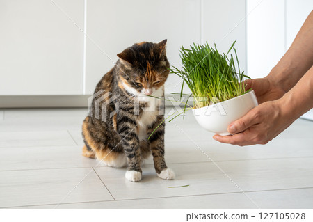 Natural hairball treatment for cat. Pet owner holds green grass - germinated seeds of oat for kitten Natural hairball treatment for cat. Pet owner holds green grass - germinated seeds of oat for kitten 127105028