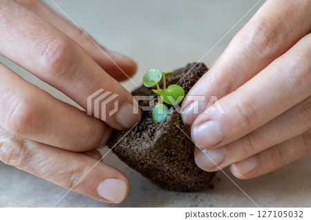 Woman hands replanting little Pilea plant in peat tablet. Careful transplantation, home gardening 127105032