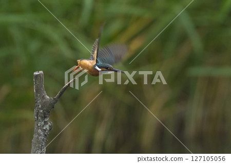 Kingfisher Kingfisher 127105056